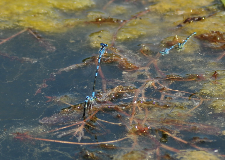 Coenagrion scitulum in deposizione ?